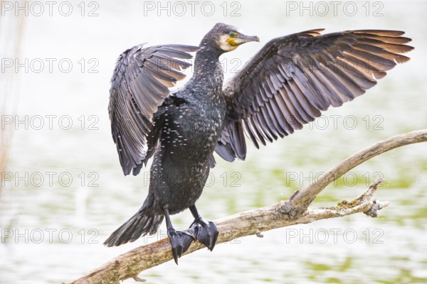 Cormorant (Phalacrocorax carbo) Germany