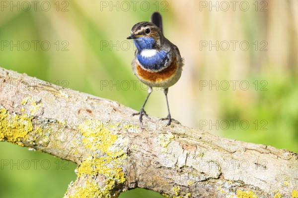 Bluethroat (Luscinia svecica cyanecula) Male Germany