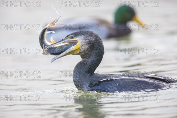 Cormorant (Phalacrocorax carbo) catching fish Germany