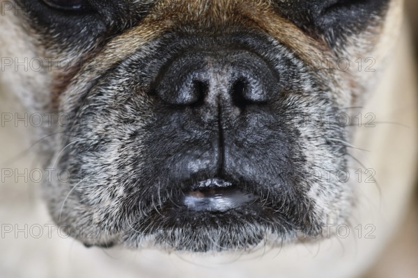 Close up of brachycephalic dog snout with gray fur of French Bulldog