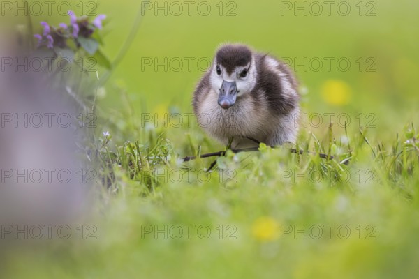 Chicks of the Nile Goose (Alopochen aegyptiaca) freshly hatched, park in spring with spring flowers. Baden-Württemberg, Germany, Europe