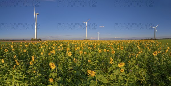 Panorama wind turbines in the sunflower field Minden Germany