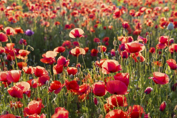 Corn poppy (Papaver rhoeas) in bloom, Callenberg, Saxony, Germany, Europe