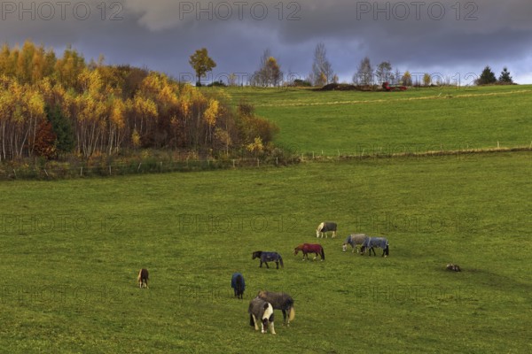 Green pasture with grazing horses under dramatic sky and autumnal trees in the background, Siegen, North Rhine-Westphalia, Germany, Europe