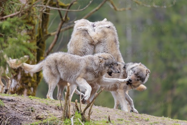 A pack of grey wolves (Canis lupus lupus) playing on a hill and showing social behaviour
