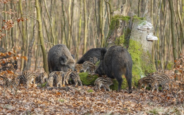Wild boar, wild boar (Sus scrofa) three bucks and young boar looking for food in the forest, Germany, Europe