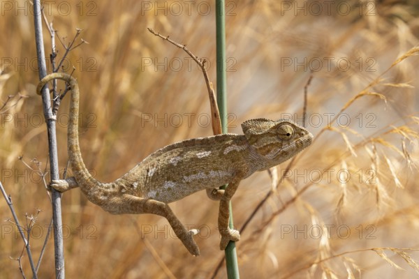 Common or Mediterranean chameleon (Chamaeleo chamaeleon) climbing between two plant stalks, hinterland of the city of Almunecar, Andalusia, Spain, Europe