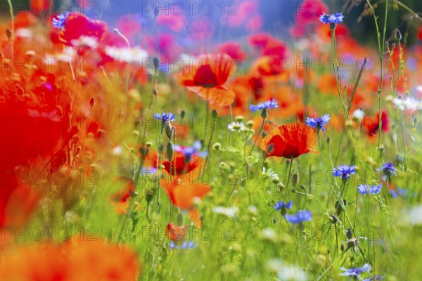 Corn poppy (Papaver rhoeas) and cornflower (Centaurea cyanus) in bloom in a meadow, Saxon Switzerland, Saxony, Germany, Europe