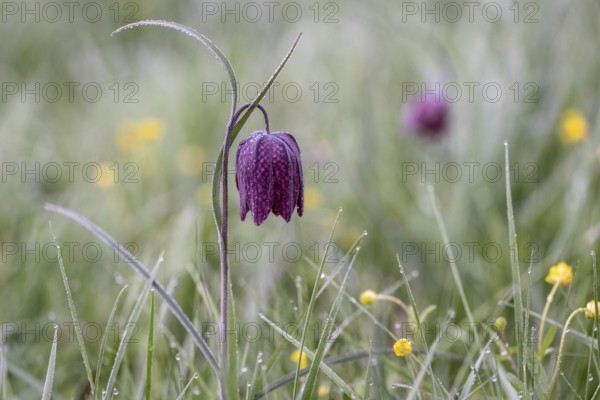 Snake's Head Fritillary (Fritillaria meleagris), Lower Saxony, Germany, Europe