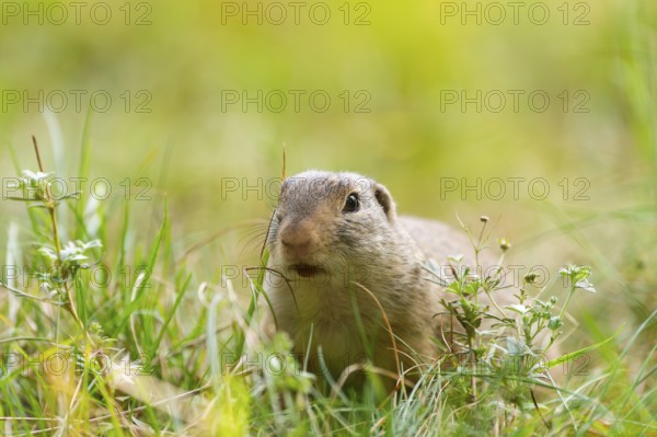 European ground squirrel (Spermophilus citellus) on a meadwo, Bavaria, Germany, Europe