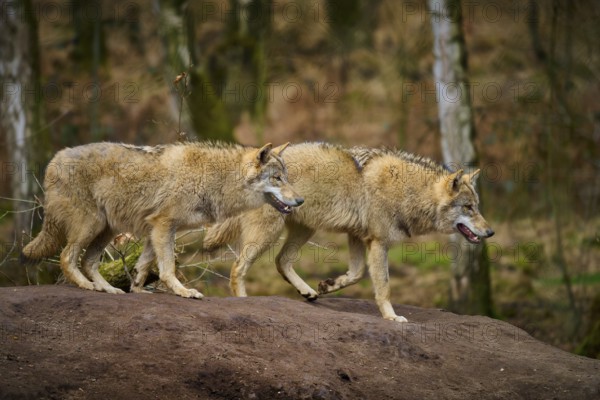 Wolf (Canis lupus), two wolves in motion on a hill in the forest, Germany, Europe