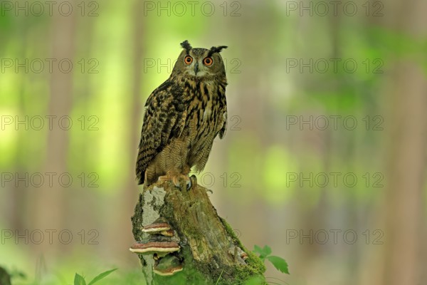 Eurasian Eagle-owl (Bubo bubo), adult, perch, vigilant, in summer, Wisdom, Šumava, Czech Republic, Europe