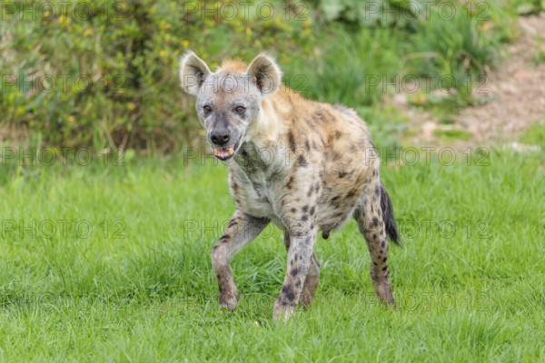 An adult male Spotted Hyena (Crocuta crocuta) stands in a green meadow