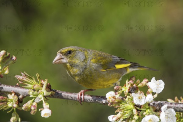 A male greenfinch (Carduelis cloris) sits quietly on the branch of a flowering cherry tree, Baden-Württemberg, Germany, Europe