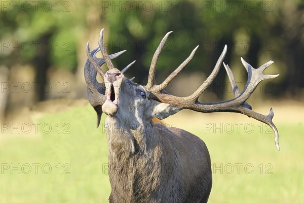 Red deer (Cervus elaphus) during the rutting season, a capital stag roaring in a forest clearing, animal portrait, wildlife, Sauerland, North Rhine-Westphalia, Germany, Europe