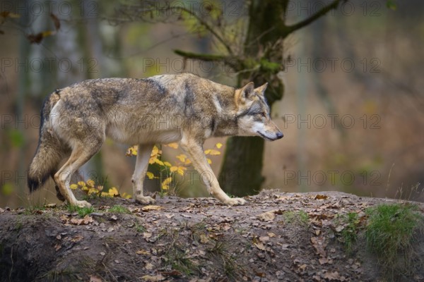 A gray wolf (Canis Lupus), running through the autumn forest, surrounded by autumn leaves and trees, Germany, Europe
