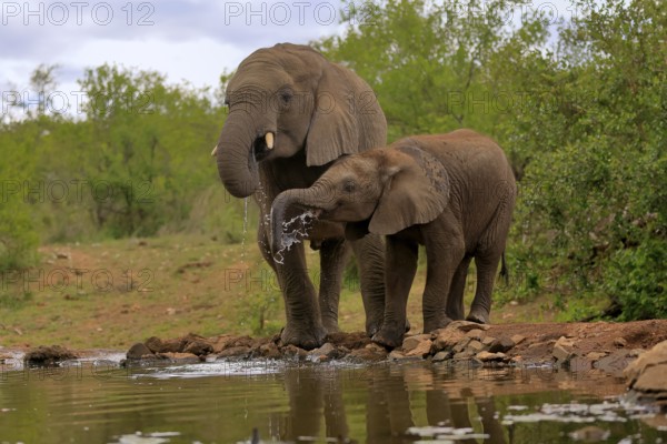 African elephant (Loxodonta africana), adult, male, bull, young animal, young bull with young animal, at the water, drinking, Kruger National Park, Kruger National Park, South Africa, Africa