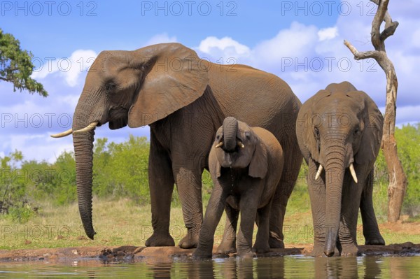 African elephant (Loxodonta africana), adult, juvenile, group, group with juveniles, at the water, drinking, Kruger National Park, Kruger National Park, South Africa, Africa