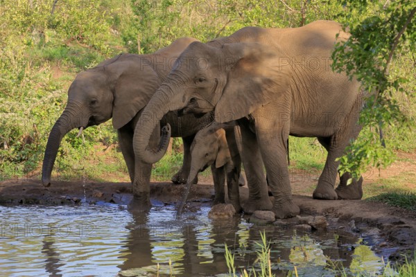 African elephant (Loxodonta africana), juvenile, mother, adult, female, group, at the water, drinking, Kruger National Park, Kruger National Park, South Africa, Africa