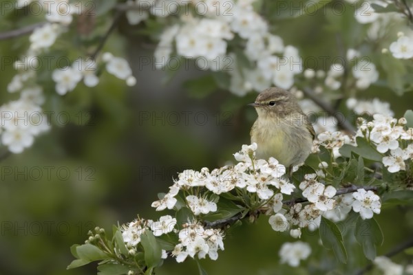 A bird sits on a branch full of white flowers in nature