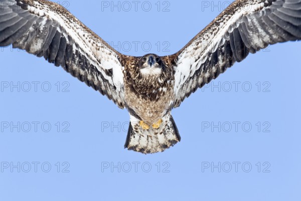 Juvenile bald eagle (Haliaeetus leucocephalus) flying under a blue sky. Region of Lanaudiere. Province of Quebec. Canada