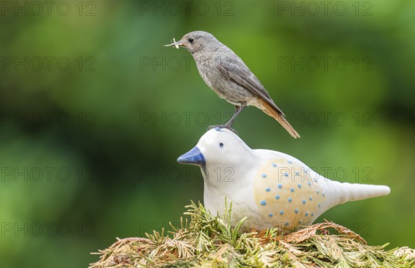 Black redstart (Phoenicurus ochruros), female sitting on a ceramic bird in the garden with food in her beak, Lower Saxony, Germany, Europe
