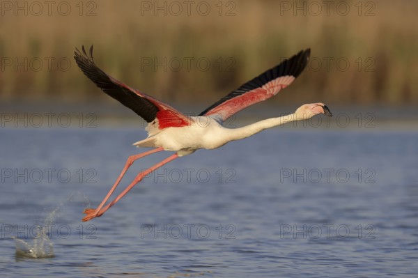 Greater flamingo (Phoenicopterus roseus) taking off, Camargue, Provence, southern France