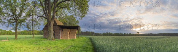 Landscape photo of a grain field with adjacent barn in the evening light, evening mood, landscape photo, landscape photo, Schneeren, Neustadt am Rübenberge, Lower Saxony, Germany, Europe