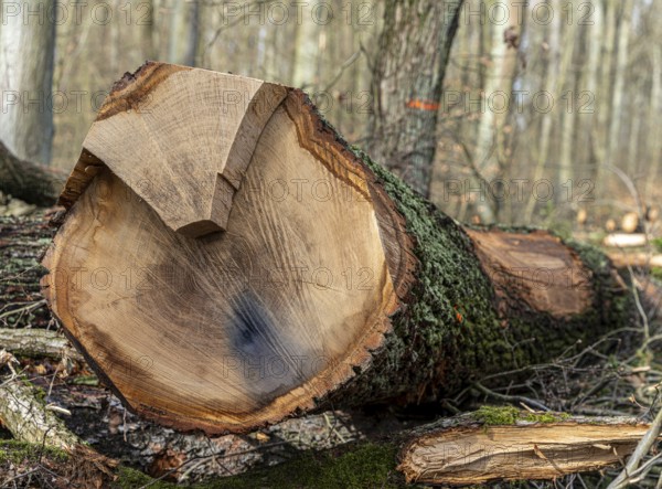Detailed photo, forestry and clearing in the forest, Berlin, Germany, Europe