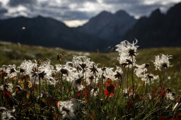 Cotton grass in a meadow with Montafon mountains in the background, Tschagguns, Rätikon, Montafon, Vorarlberg, Austria, Europe