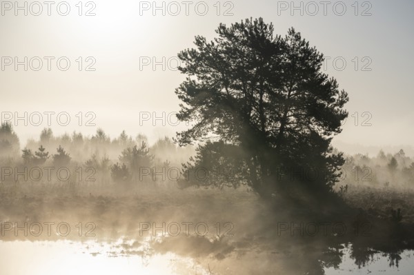 Scots pine (Pinus sylvestris) in the moor, Morgenebel, Lower Saxony, Germany, Europe