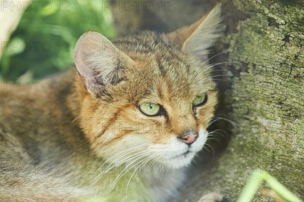 European wildcat (Felis silvestris) on a meadow, portrait, wildlife Park Aurach near Kitzbuehl, Austria, Europe