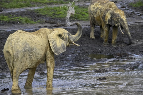 African forest elephants (Loxodonta cyclotis) in the Dzanga Bai forest clearing, Dzanga-Ndoki National Park, Unesco World Heritage Site, Dzanga-Sangha Complex of Protected Areas (DSPAC), Sangha-Mbaéré Prefecture, Central African Republic, Africa