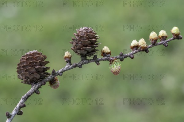Larch (Larix decidua), male and female flowers and cones, Emsland, Lower Saxony, Germany, Europe