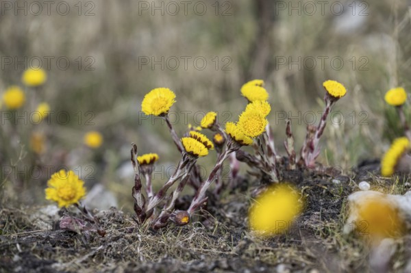 Coltsfoot (Tussilago farfara), Emsland, Lower Saxony, Germany, Europe