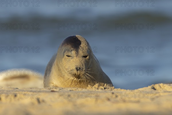 Common seal (Phoca vitulina) adult animal resting on a seaside beach, Norfolk, England, United Kingdom, Europe