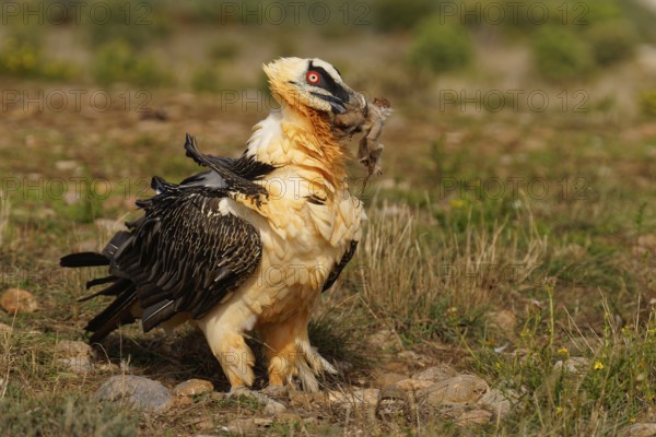 Old bearded vulture (Gypaetus barbatus), sheep hoof, fur remains, Catalonia, Pyrenees, Spain, Europe