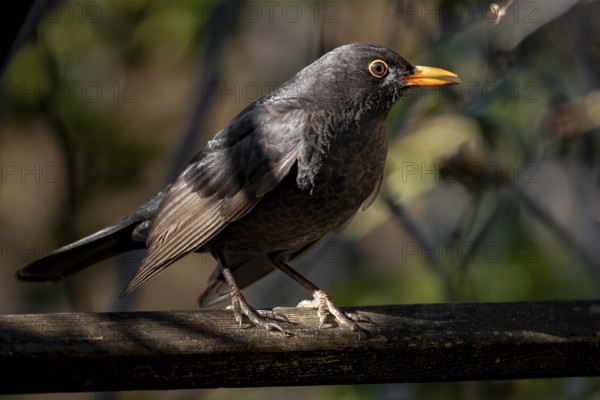 Male blackbird (Turdus merula) on a wooden railing, sunlight illuminates the plumage, Neunkirchen, Lower Austria, Austria, Europe
