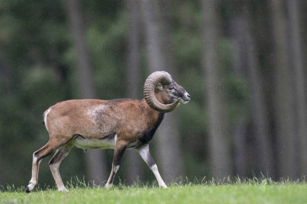 Mouflon (Ovis orientalis), Haltern, North Rhine-Westphalia, Germany, Europe