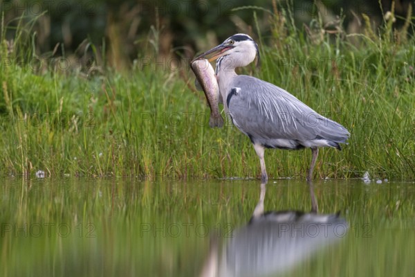 Grey heron (Ardea cinerea) with fish as prey, Aviemore, Scotland, Great Britain