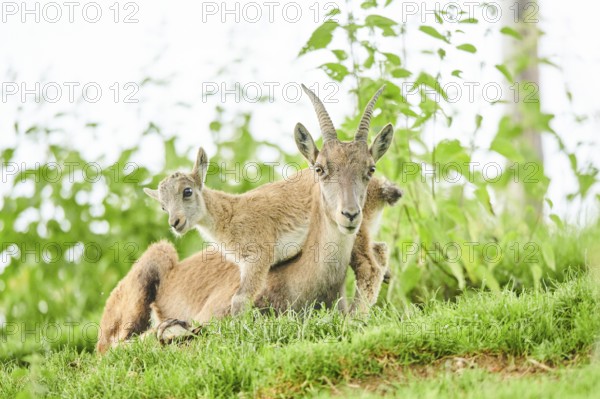 Alpine ibex (Capra ibex) youngster klimbing on their mother, playing, wildlife Park Aurach near Kitzbuehl, Austria, Europe