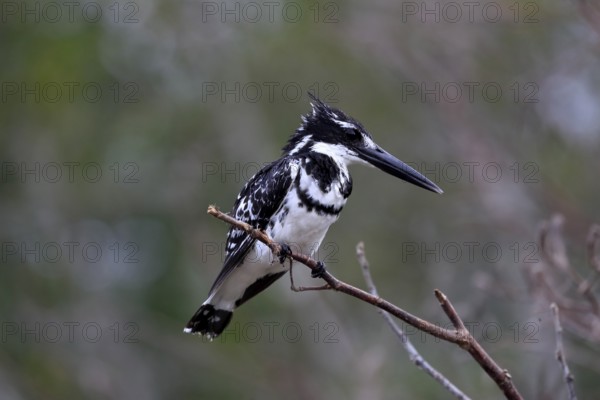 Pied kingfisher (Ceryle rudis), adult, aut Warte, alert, Saint Lucia Estuary, Isimangaliso Wetland Park, Kwazulu Natal, South Africa, Africa