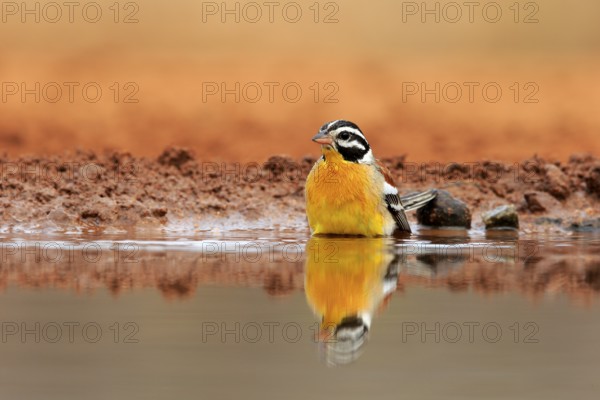 Golden-breasted Bunting (Emberiza flaviventris), adult, at the water, bathing, Kruger National Park, Kruger National Park, Krugerpark, South Africa, Africa
