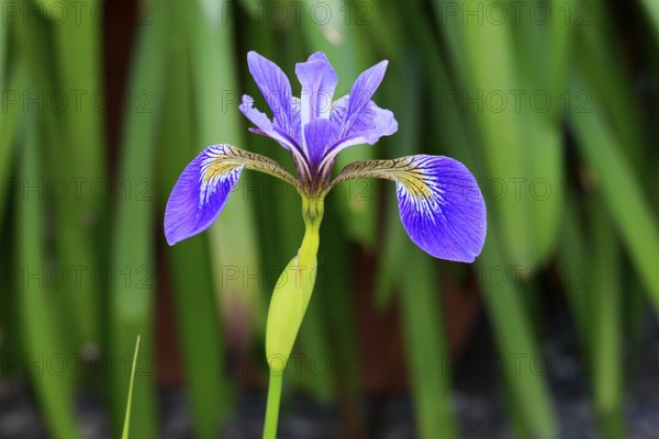 American marsh iris (Iris versicolor), flower, in bloom, at a pond, Ellerstadt, Germany, Europe