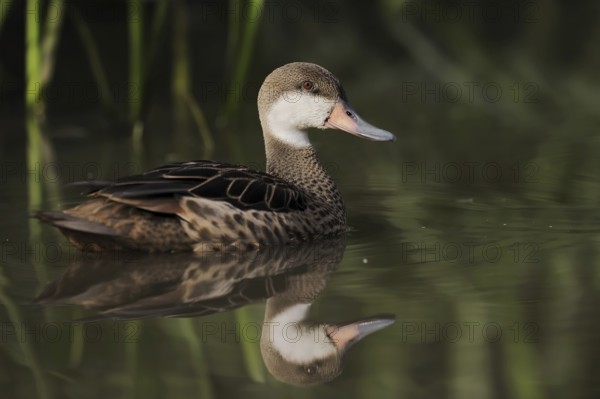 Bahama duck (Anas bahamensis, Paecilonetta bahamensis), captive, occurrence in South America