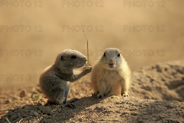 Black-tailed prairie dog (Cynomys ludovicianus), two young animals eating, siblings, North America