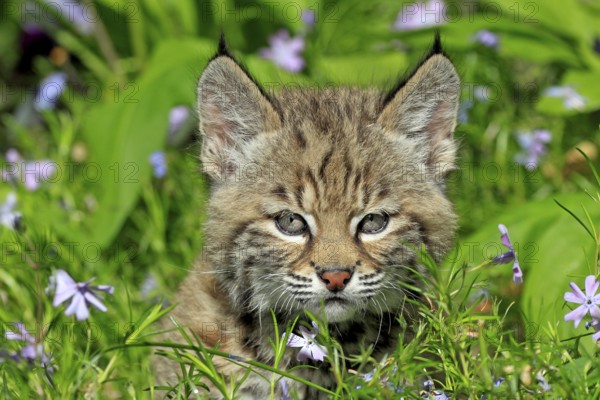 Lynx (Lynx rufus), young animal, flowers, meadow, eight weeks old, portrait, Montana, USA, North America