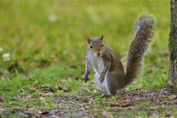 Grey Squirrel (Sciurus carolinensis), on meadow, springtime, Florida, USA, North America