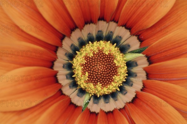 Gazania or Mittagsgold (Gazania hybride), flower detail, ornamental plant, North Rhine-Westphalia, Germany, Europe