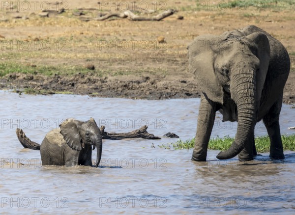 African elephant (Loxodonta africana), mother and young playing in the water, Kruger National Park, South Africa, Africa